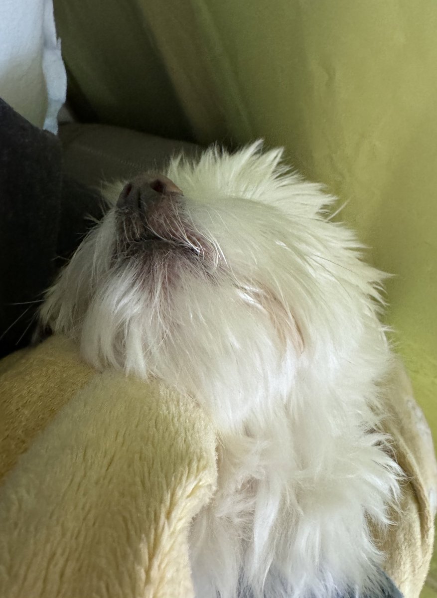 you_rbom's tweet photo. 누나 진실게임 하자
좋아하는 멍멍이 있..
                                  …(💤💤💤) https://t.co/HUAbnyLTSi