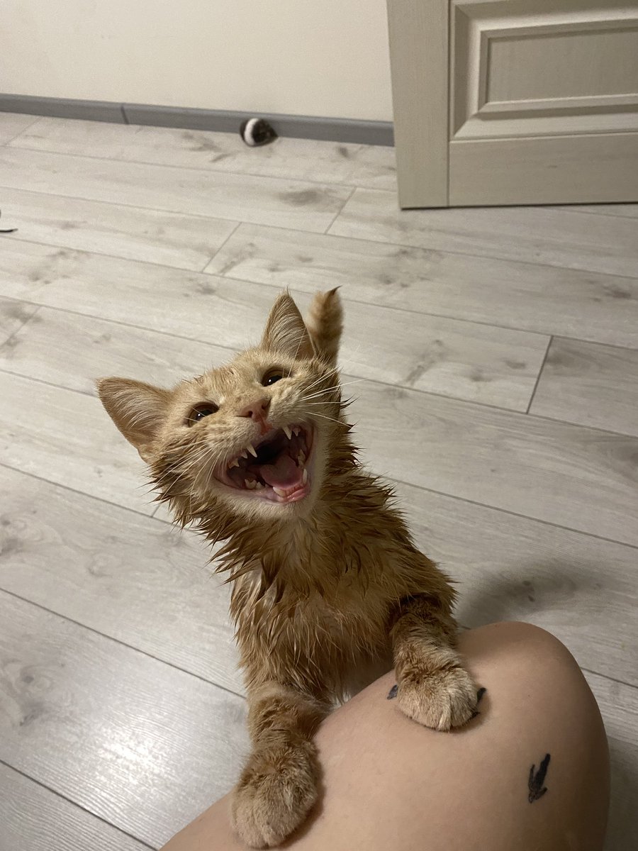 dartemivna's tweet photo. покажіть фото ваших котів де вони виглядають максимально смішно+дебільно

мої: https://t.co/uh17MENOHz
