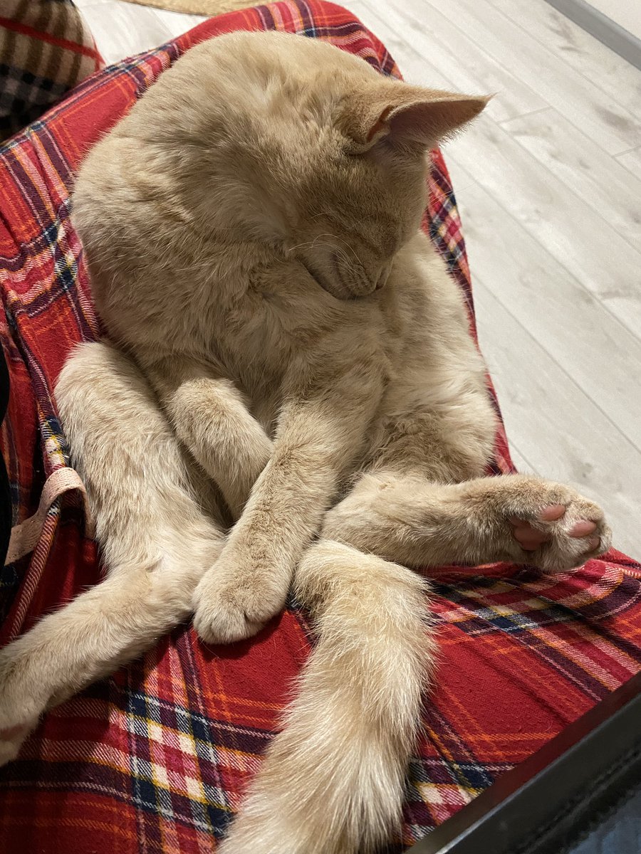 dartemivna's tweet photo. покажіть фото ваших котів де вони виглядають максимально смішно+дебільно

мої: https://t.co/uh17MENOHz