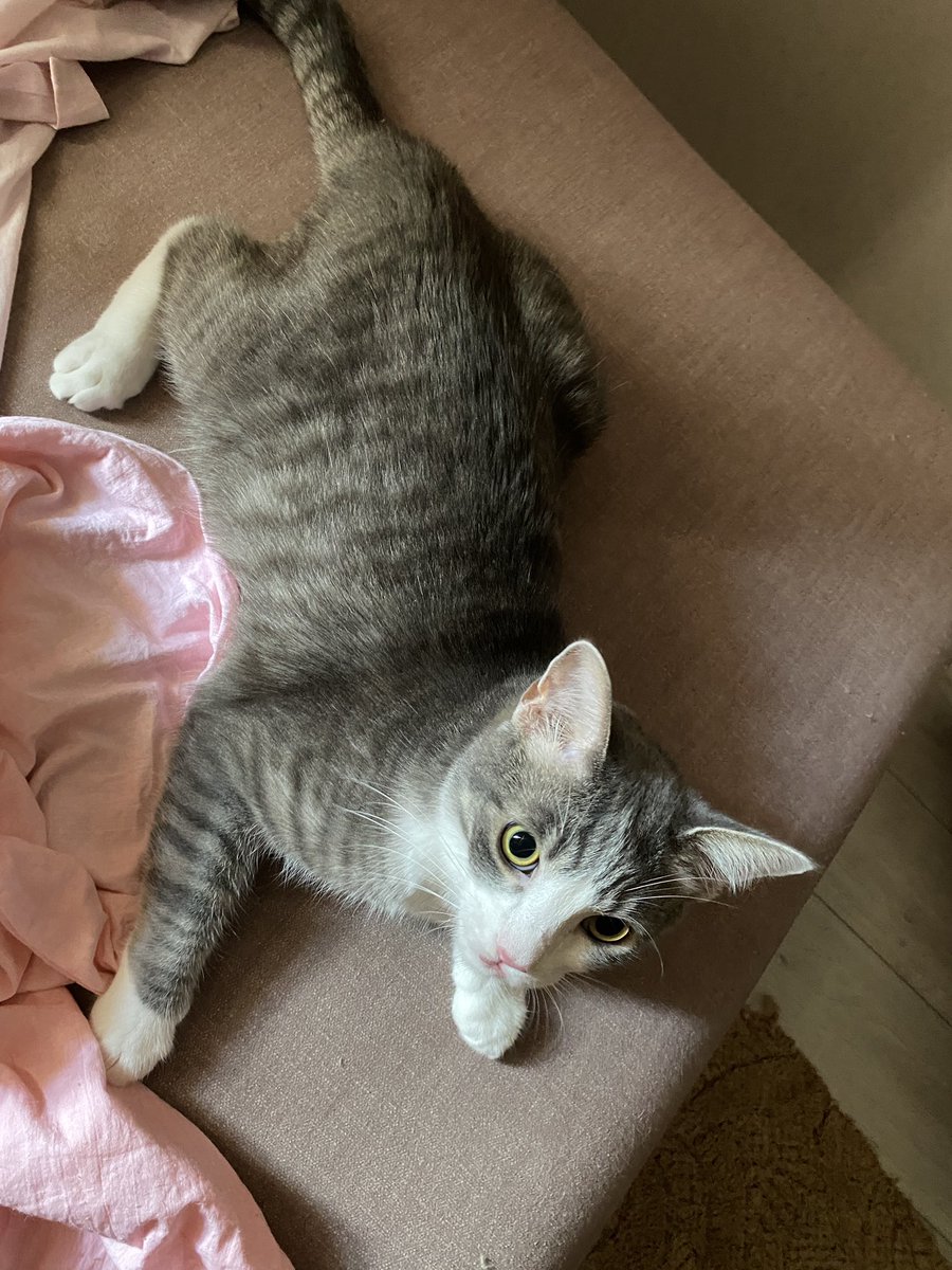dartemivna's tweet photo. покажіть фото ваших котів де вони виглядають максимально смішно+дебільно

мої: https://t.co/uh17MENOHz