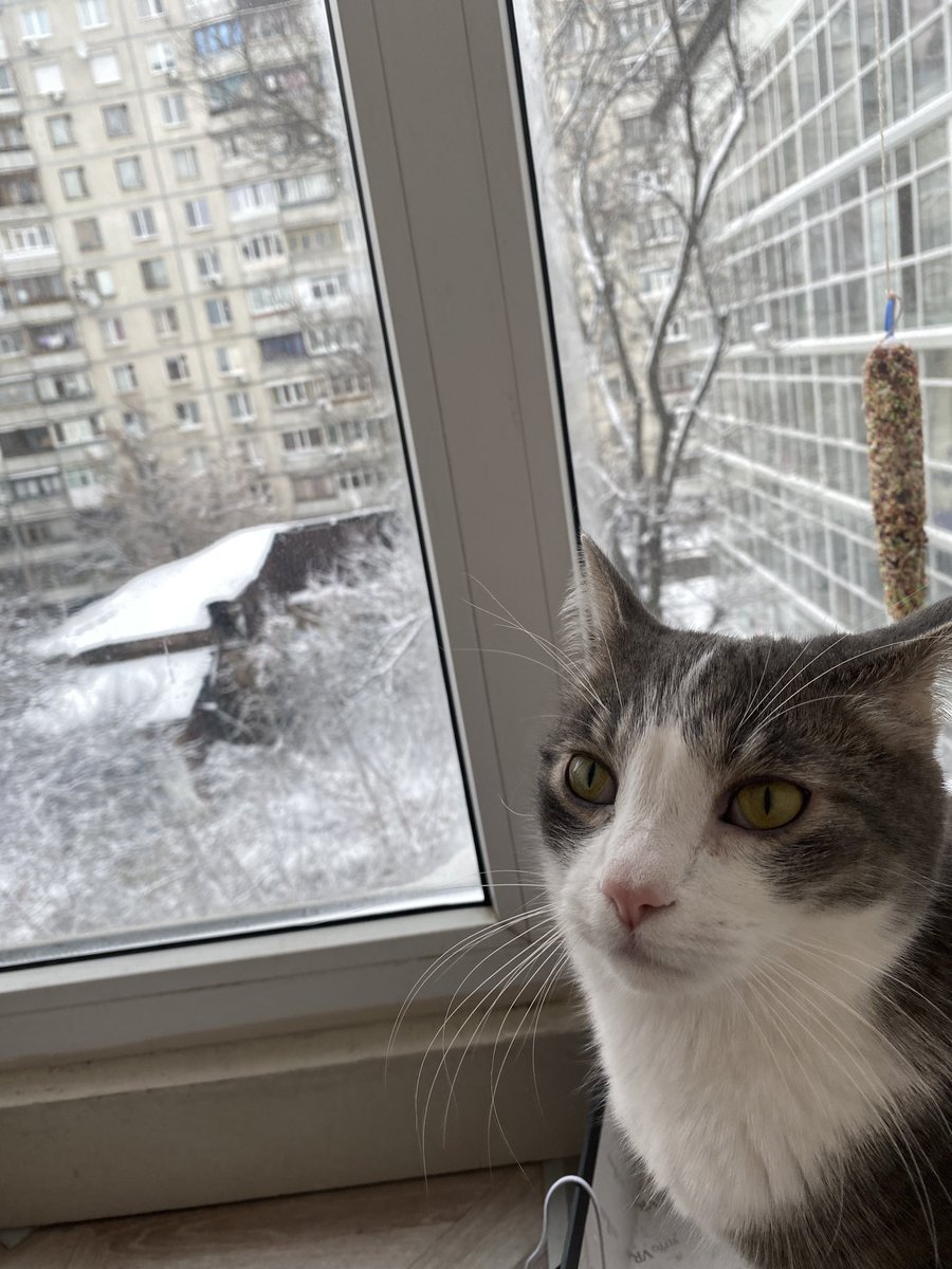 dartemivna's tweet photo. покажіть фото ваших котів де вони виглядають максимально смішно+дебільно

мої: https://t.co/uh17MENOHz