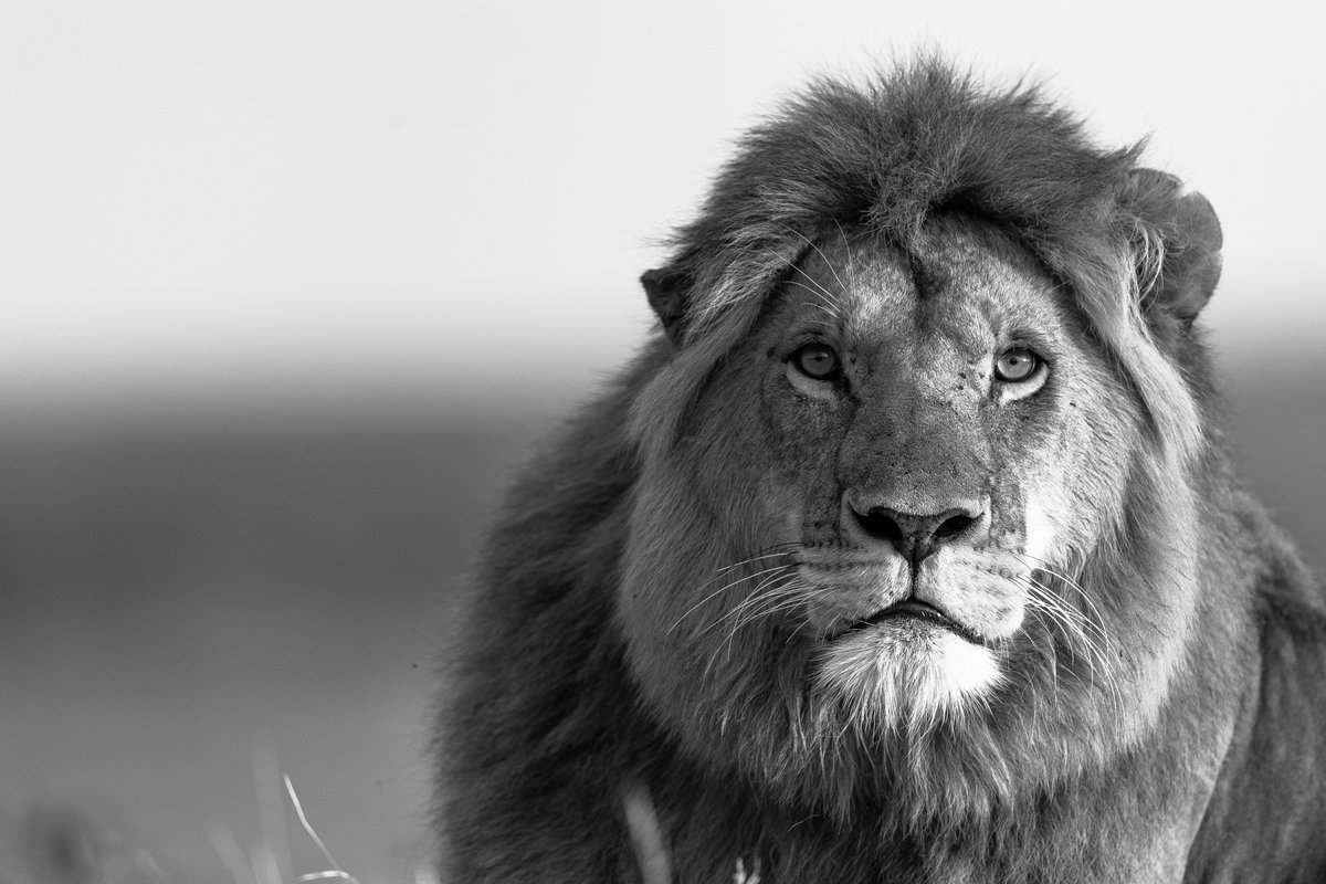 AirKenyaExpress's tweet photo. Feel the Heartbeat of the wild this #NewYear with #AirKenyaExpress
#WildlifeWednesday brings you the king of the African savannah. Fly with us for unforgettable wildlife encounters and tick off meeting the #KingoftheJungle off your #2024 #Bucketlist #ExploreWithUs #BestWayToFly https://t.co/U26hO36Ms3