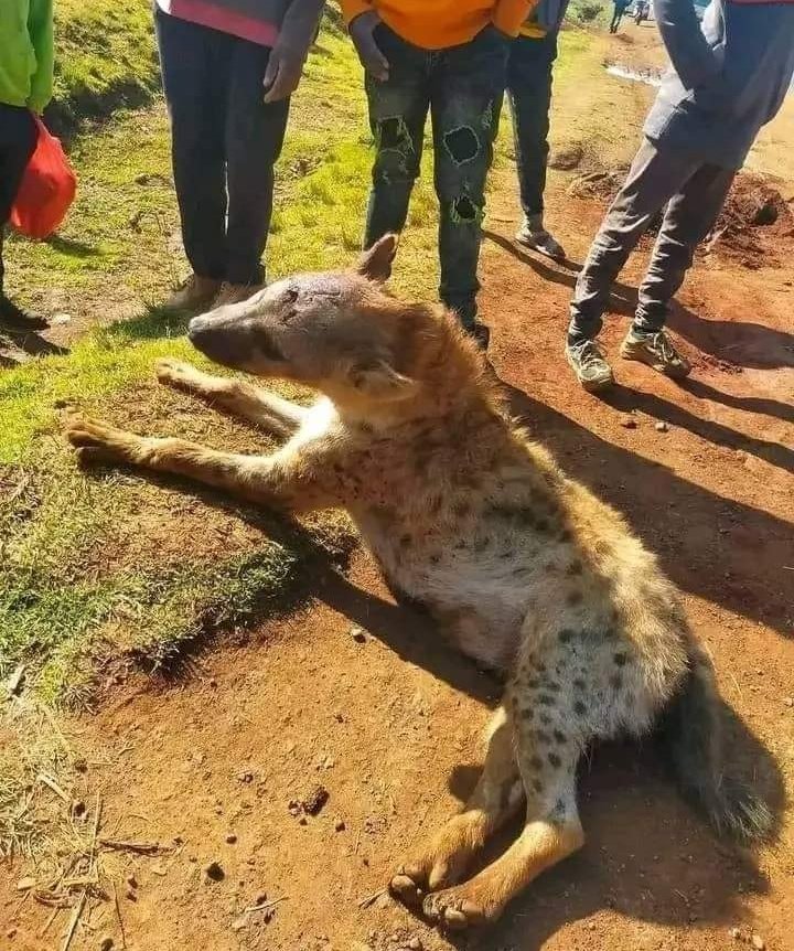 Kabogo_Henry's tweet photo. Muthokinju aside, people in Juja have started talking to the hyenas after this advice from KWS.🫢🫢🫢
‘Talk to it, don’t run,’ How to face a hyena in case of an attack.. https://t.co/wqvvmcyMAE