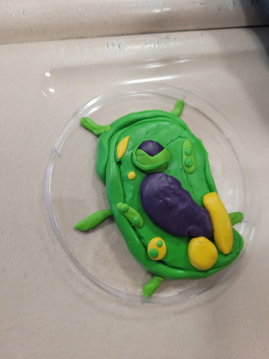 3D cell models. #studentsfirst