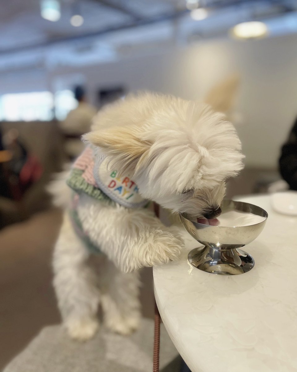 사랑해 퍼푸치노!🥛