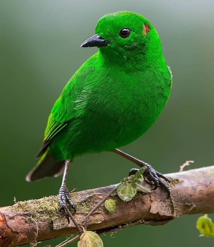 Sager_MSL's tweet image. Happy Wednesday! 🤎💚
#NaturePhotography #birds