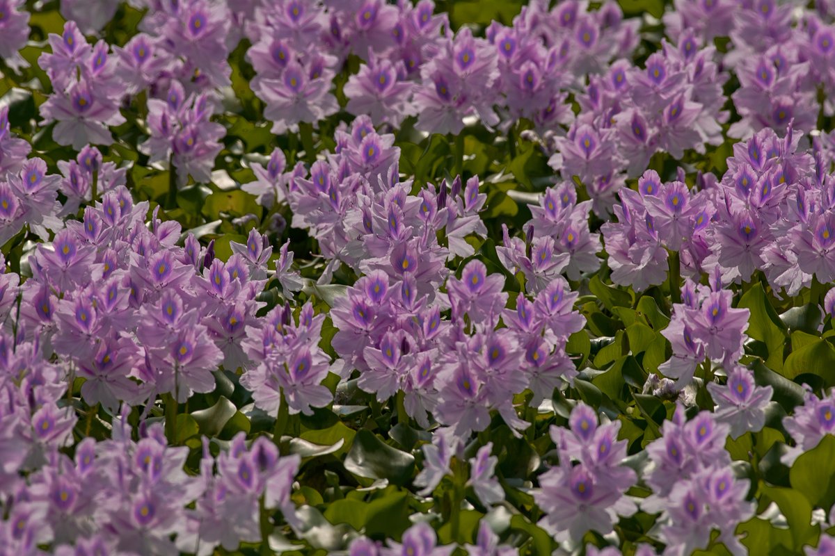 Floras of Asia, 
#iamnikon #plants #natgeomyshot #flora #bownaankamal #asia #nikon #nikonshot #bbcearthmagazine #planetearth