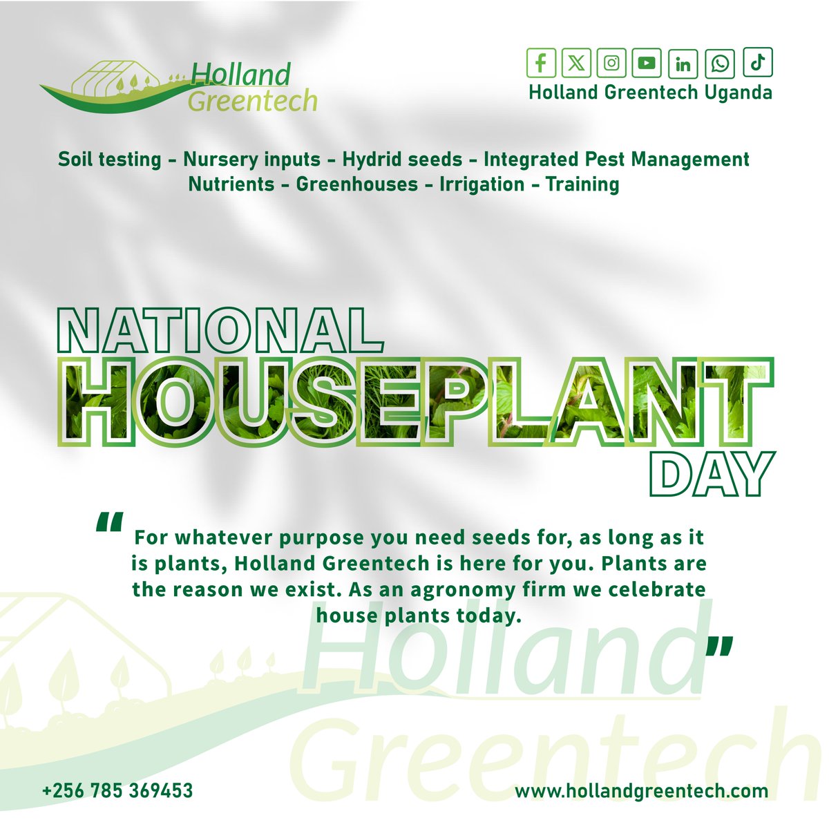 Embracing the green vibes on National Houseplant Day! Celebrate the joy of plant parenthood and share your leafy companions with us. #NationalHouseplantDay #PlantLove #GreenTherapy #hollandgreentechuganda
