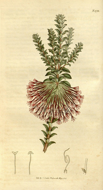 ParergonJournal's tweet photo. Seed lists were an early modern innovation that enabled the new plants flowing into Europe to be catalogued. Central within this network of knowledge was English aristocrat Mary Somerset. @olinmoctezuma examines Mary's legacy in her article in iss. 40.2.

https://t.co/TPklexnT6b https://t.co/hpfdolhotf