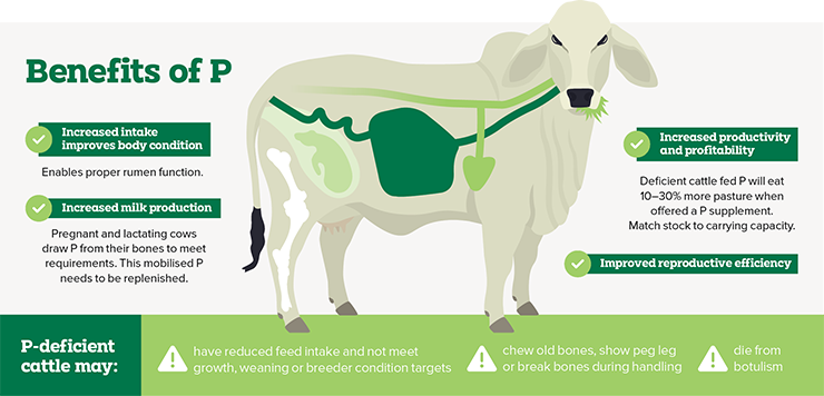FutureBeef's tweet photo. #Didyouknow that #Phosphorus can turn your pasture into profit?
P is an #essentialnutrient for cattle, and those that don’t receive adequate P will have low productivity.
#learnmore about P here ➞ https://t.co/oqeCxe1Bc6
@meatlivestock @DAFQld https://t.co/c63upRHcEj