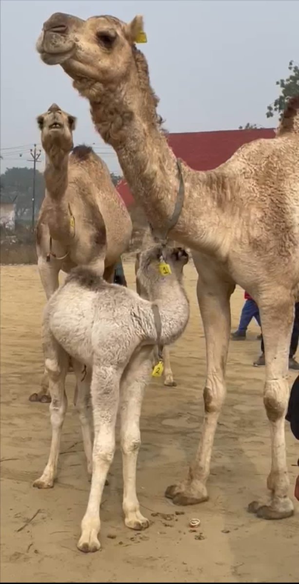 np_001's tweet photo. Hats off to camels for their extraordinary adaptability! Withstanding scorching temperatures of up to 120°F (49°C) during the day &amp; enduring freezing nights as cold as 20°F (-6°C), these incredible creatures redefine resilience. Nature's temperature champions! #DayalbaghWayOfLife https://t.co/7kN0gCnhTa