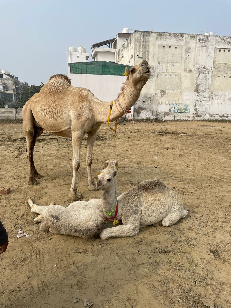 np_001's tweet photo. Hats off to camels for their extraordinary adaptability! Withstanding scorching temperatures of up to 120°F (49°C) during the day &amp; enduring freezing nights as cold as 20°F (-6°C), these incredible creatures redefine resilience. Nature's temperature champions! #DayalbaghWayOfLife https://t.co/7kN0gCnhTa