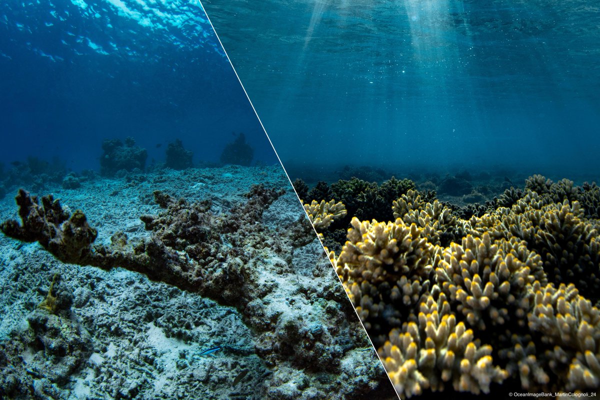 UNESCO en français tweet media