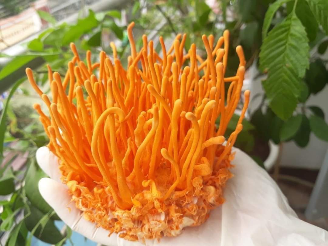 luyen8291's tweet photo. Các bác đã có đồ ngâm R.ư��u uống tết chưa ạ. Đông trùng hạ thảo ngâm R.ượu chơi tết quá đẹp mà còn thơm ngon bổ dưỡng luôn các bác ạ
🤙🤙 GỌI ĐIỆN CHO CHÚNG TÔI HAY ĐỂ LẠI NGAY SĐT hoặc NHẮN TIN , BÌNH LUẬN để được tư vấn trực tiếp, chi tiết nhé https://t.co/BhpKw2MFGJ