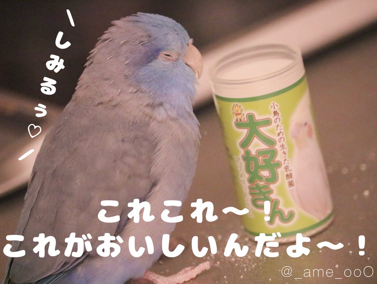 ⠀
大好きんが大好きなあめ様💓

#マメルリハ #インコ #あめの日常 
#鳥好きさんと繋がりたい