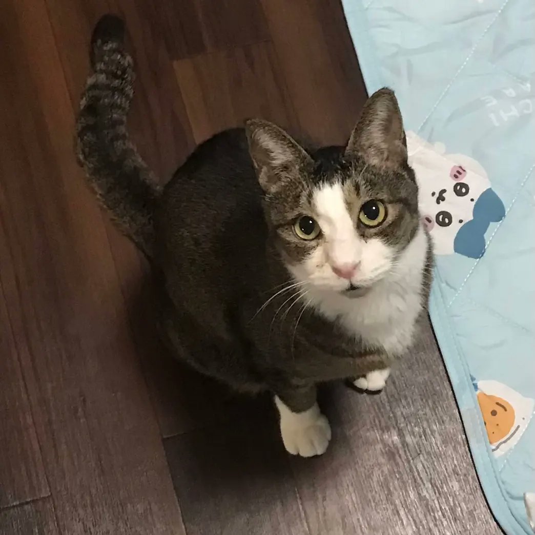 pepe52_62's tweet photo. ハチワレより可愛い🐱チロちゃん。 https://t.co/7BrzBIosb9