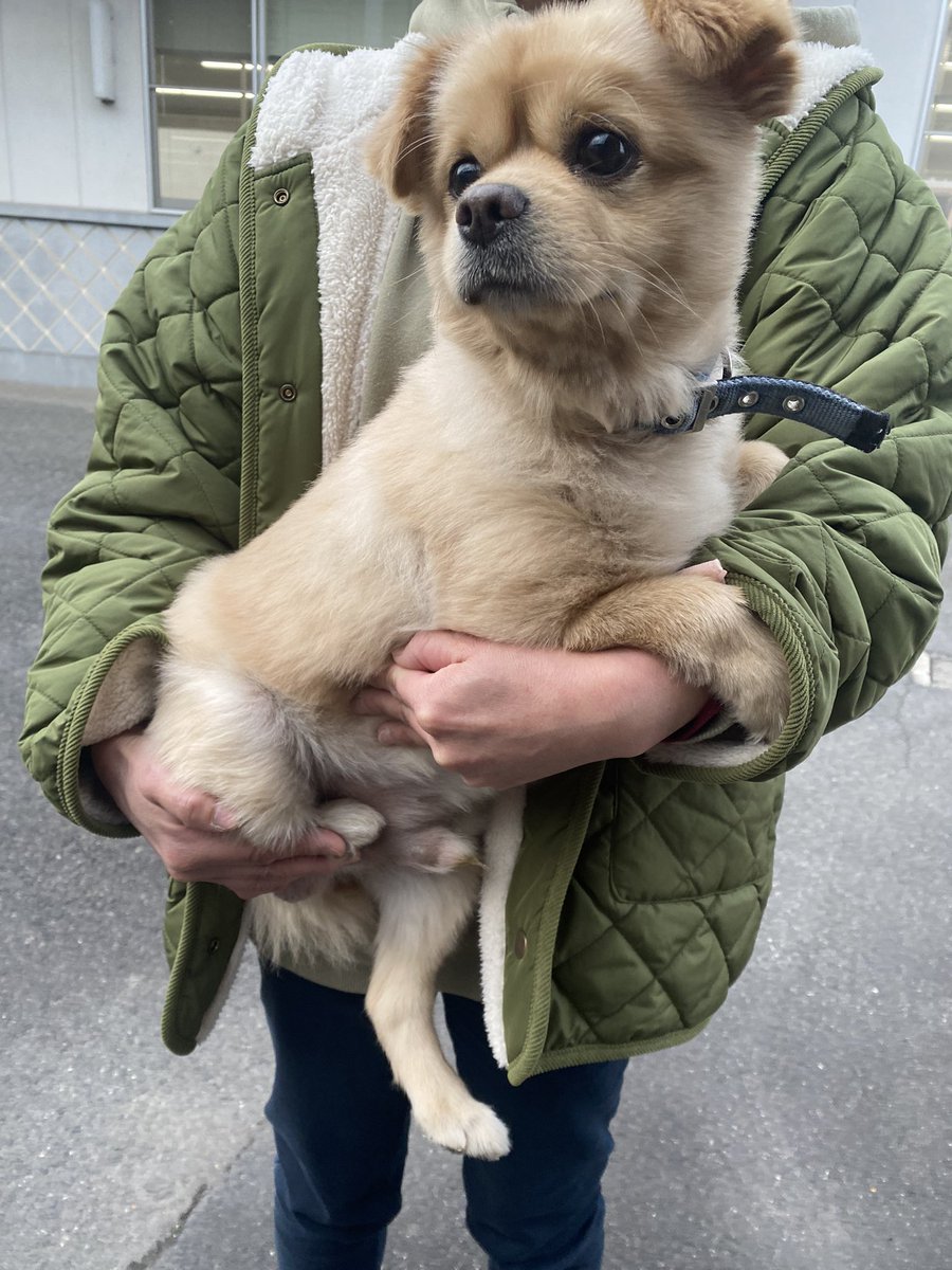ri_ri0229's tweet photo. 愛知県知多郡東浦町のアイプラザ前で雑種(小型犬)を保護しました。東浦町役場で飼い主さんを待っています。どうか飼い主さんへ届きますように。拡散よろしくお願いします。
首輪にカリンちゃんと書いてあります。 https://t.co/qi8jP4N4rs