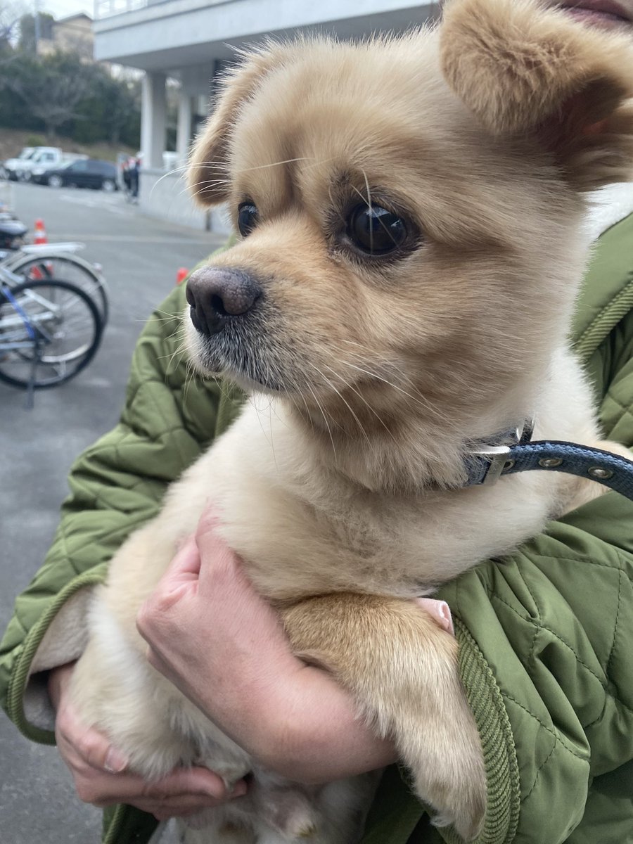 ri_ri0229's tweet photo. 愛知県知多郡東浦町のアイプラザ前で雑種(小型犬)を保護しました。東浦町役場で飼い主さんを待っています。どうか飼い主さんへ届きますように。拡散よろしくお願いします。
首輪にカリンちゃんと書いてあります。 https://t.co/qi8jP4N4rs