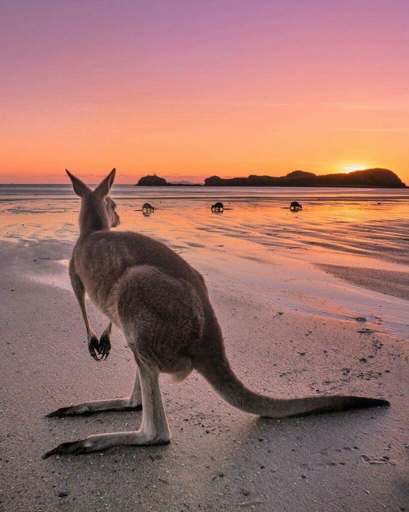 ndk201299's tweet image. "Hopping into the world of kangaroos! 🦘✨ These iconic Aussie creatures embody the spirit of the vast Outback. Witnessing them gracefully bounce across the landscape is like watching nature's balle 🇦🇺🌿 #KangarooEncounter #WildAustralia"