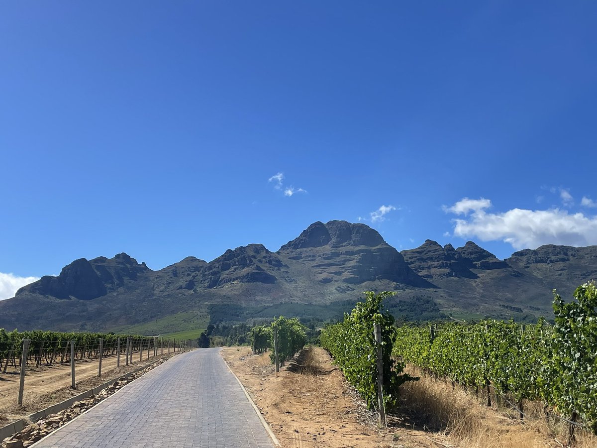 wine.co.za | South African Wine tweet media