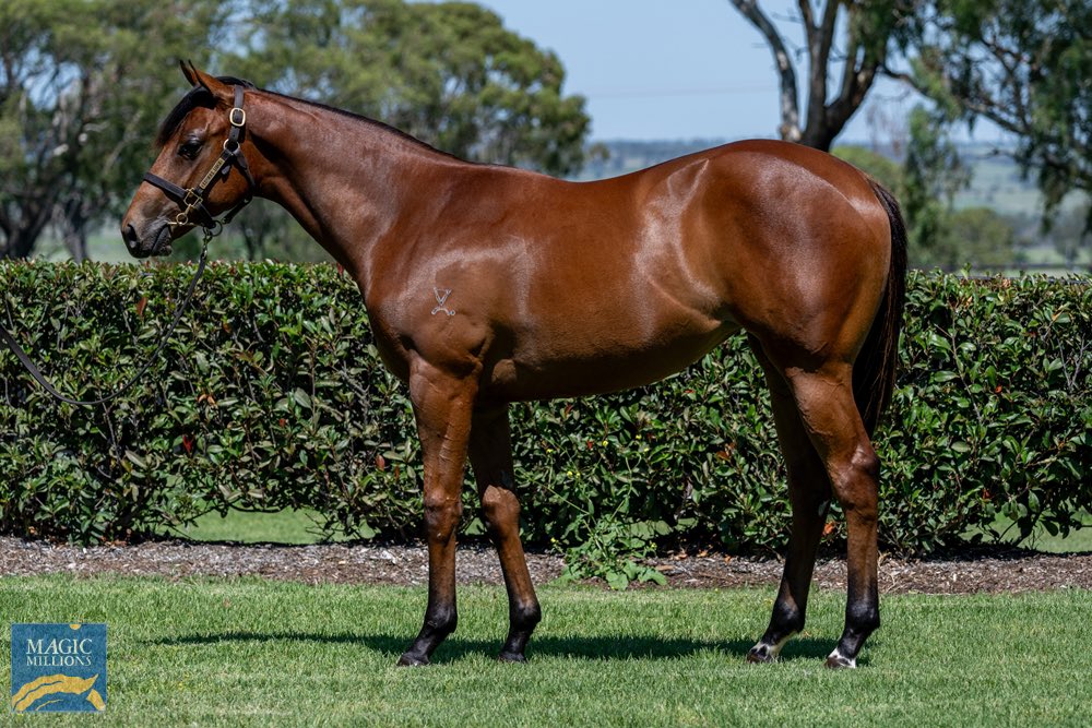 WattleBldstk's tweet photo. Sharp 2YO speed filly purchased at @mmsnippets in Lot 405!! 🏎️💨 

Filly by @kiaorastud Golden Slipper winner Farnan from the family of NZ Champion 2YO Sword Of State purchased for $210,000 for Toking &amp; @copperbelt_stc 

Off a great QLD nursery in @KenmoreLodge 

#SpeedSpeedSpeed https://t.co/LJzYBMp9Mh