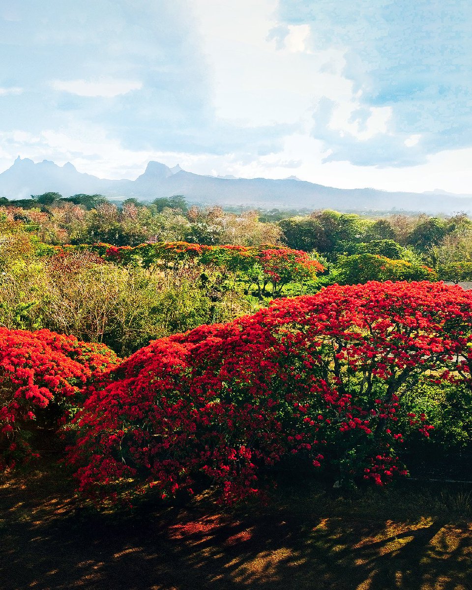 mauritiusza's tweet photo. Have you seen our magnificent Flamboyant Trees? π
Take time to wander down streets lined with these captivating trees and gaze up at the flaming colours above you.πΈπ³
Explore the beauty of Mauritius at https://t.co/9DuxxyBPIL
#flamboyanttree #mauritius #flowers https://t.co/HJ56K9KB5S