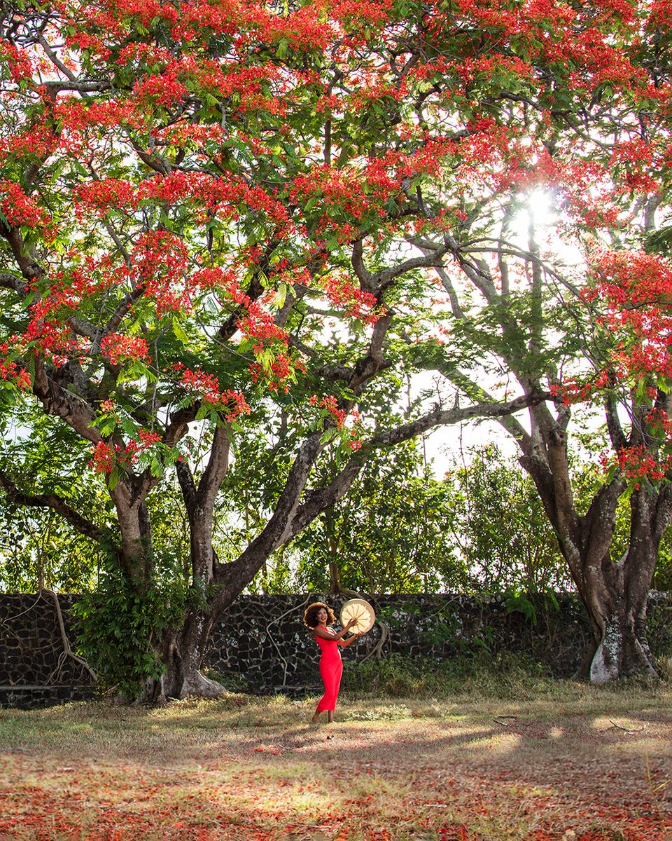 mauritiusza's tweet photo. Have you seen our magnificent Flamboyant Trees? π
Take time to wander down streets lined with these captivating trees and gaze up at the flaming colours above you.πΈπ³
Explore the beauty of Mauritius at https://t.co/9DuxxyBPIL
#flamboyanttree #mauritius #flowers https://t.co/HJ56K9KB5S