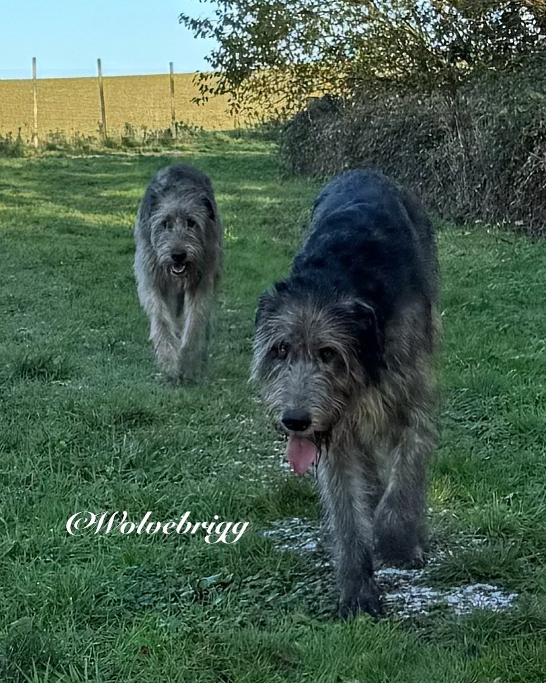 Irish wolfhound cross sales