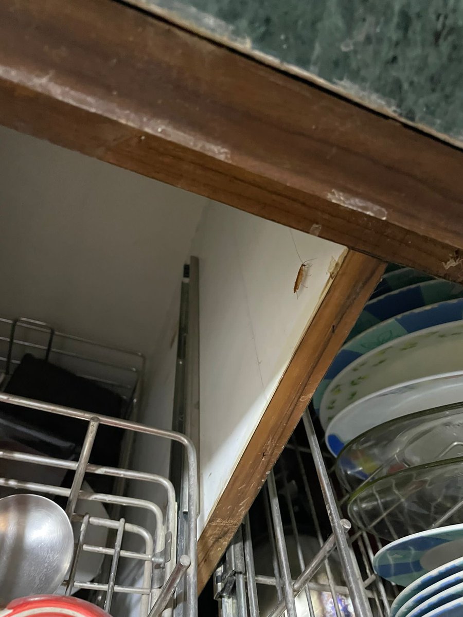 BhamRaihan's tweet photo. @SureAsMel @AirbnbHelp dealt with my issue the same way. We had a unit which was infested with cockroaches, most of them in the kitchen, I sent them the images that are tagged below and they said in line with their policy a refund or any compensation is not due and closed the matter. https://t.co/iJM6k3Lcfo