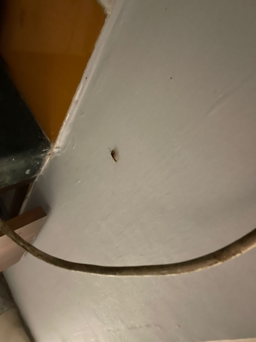 BhamRaihan's tweet photo. @SureAsMel @AirbnbHelp dealt with my issue the same way. We had a unit which was infested with cockroaches, most of them in the kitchen, I sent them the images that are tagged below and they said in line with their policy a refund or any compensation is not due and closed the matter. https://t.co/iJM6k3Lcfo