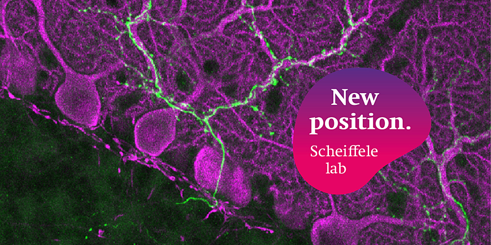 Job advertisement Group Peter Scheiffele PhD student position (100%, funded) in synapse-type specific proteome studies biozentrum.unibas.ch/open-positions… @biozentrum @UniBasel_en #Biozentrum #Basel #research #science #joboffer #phd