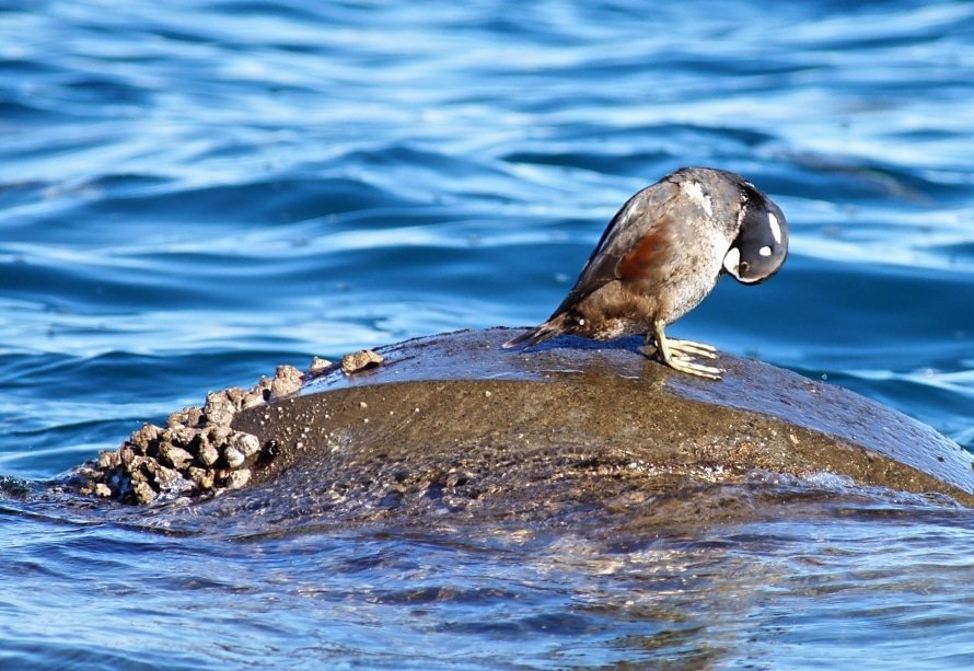 cherry_masaya's tweet photo. untitled ◆ Harlequin duck
1.8.2024(SONY α-900,minolta_100-300mmAPO,M/iso100)
#harlequinduck #winter #beautifulduck #shizuoka
#japan
#写真好きな人と繋がりたい
#シノリガモ #渡り鳥 #カモ #三保の松原 #静岡
#冬の訪れ #風物詩 #ただ独り
珍しい模様だなあとパシャリ📷️ https://t.co/OC0WVdvBN7