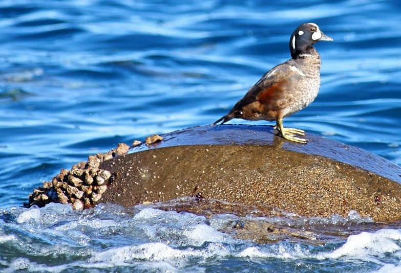 cherry_masaya's tweet photo. untitled ◆ Harlequin duck
1.8.2024(SONY α-900,minolta_100-300mmAPO,M/iso100)
#harlequinduck #winter #beautifulduck #shizuoka
#japan
#写真好きな人と繋がりたい
#シノリガモ #渡り鳥 #カモ #三保の松原 #静岡
#冬の訪れ #風物詩 #ただ独り
珍しい模様だなあとパシャリ📷️ https://t.co/OC0WVdvBN7
