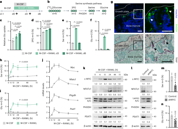 NatMetabolism's tweet photo. Online now! The serine synthesis pathway drives osteoclast differentiation through epigenetic regulation of NFATc1 expression https://t.co/UgjHuNBRtu https://t.co/q6R4mWJrlS
