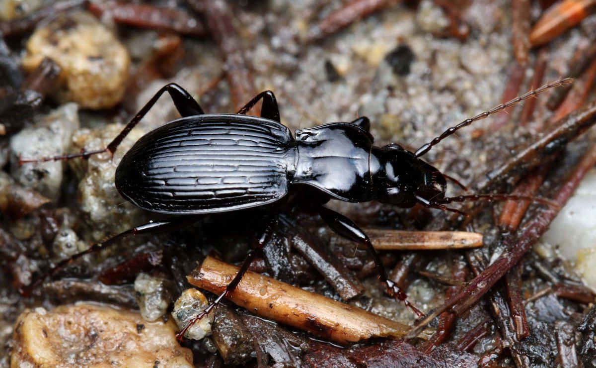 After more than five years of work, it is my great pleasure to announce that our synthesis on #carabid within-field distribution is now published in Proceedings B! #pestcontrol #agroecology #TeamBeetle <a href="/RSocPublishing/">Royal Society Publishing</a> 
doi.org/10.1098/rspb.2…