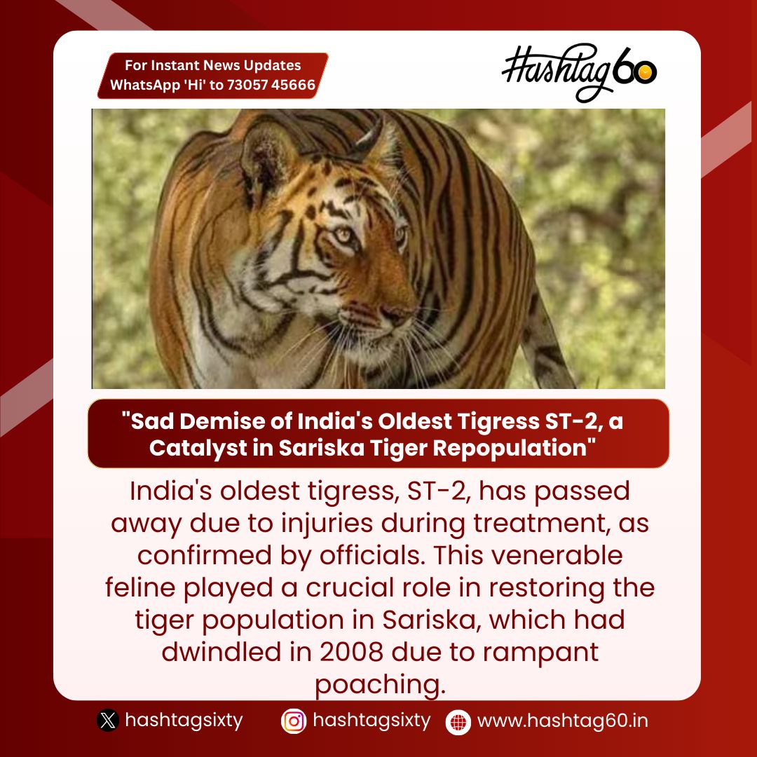 Heartbreaking News .. India bids farewell to ST-2, the trailblazing tigress who championed the resurgence of tigers in Sariska.  Her legacy lives on in the stripes of those she helped repopulate. #RememberingST2 #WildlifeLoss #SariskaTigers #ConservationHero #Hashtag60