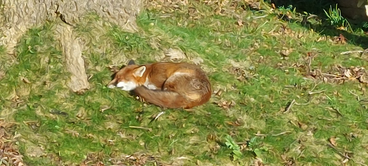 Just kipping in the sunshine in my back garden 🤎