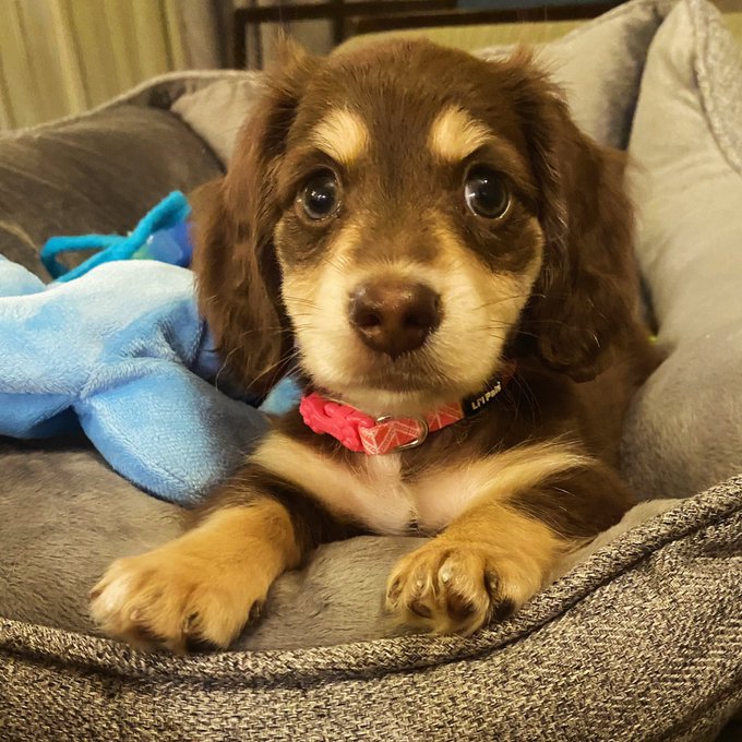 Here is a puppy to bring some squee to your morning https://t.co/O1Kw82168J<a href="/tag/jordancon"class="tags"><span>#jordancon</span></a><a href="/tag/jordancon2024"class="tags"><span>#jordancon2024</span></a>