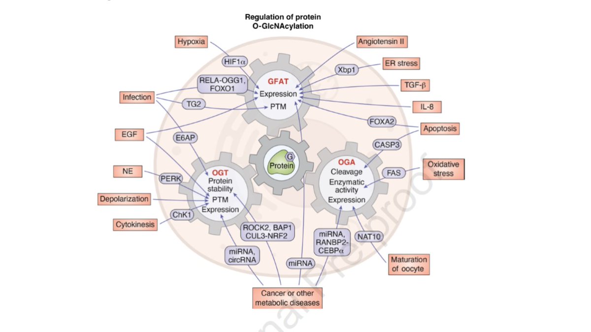 Regulation of protein O-GlcNAcylation by circadian, metabolic and cellular signals @jbiolchem tinyurl.com/25278uhs #glycotime