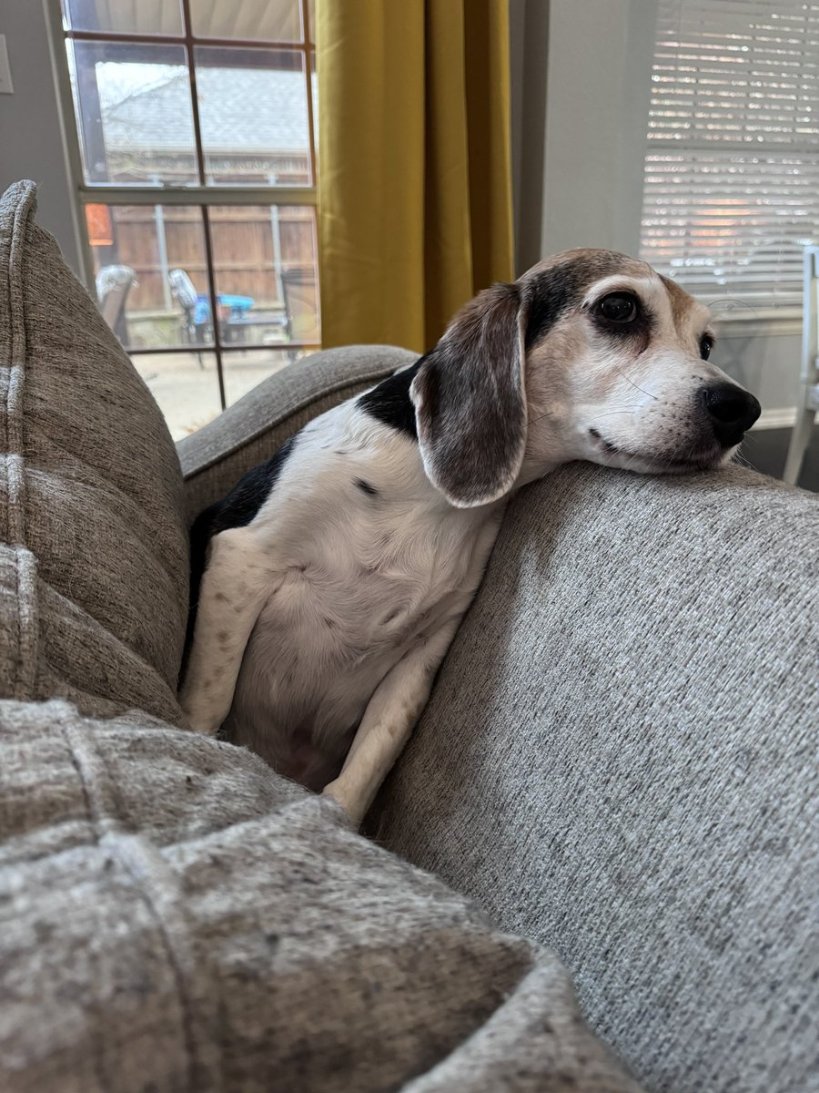 2Beagles1Mutt's tweet photo. Got herself wedged between the couch cushions and eventually sighed heavily, “Mama, HAALP!” https://t.co/vsimWI8a4E