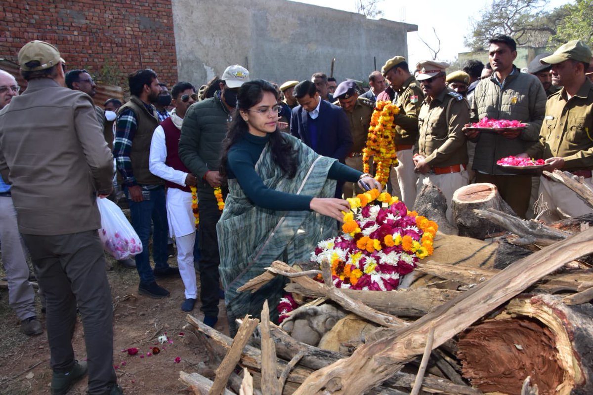 ST-2 was the second female tiger that was translocated to Sariska Tiger Reserve. Since the relocation, She became the first female to produce cubs and started the legacy of tigers at Sariska. Sariska will forever be indebted to ST-2 🙏🏻 #rajmata