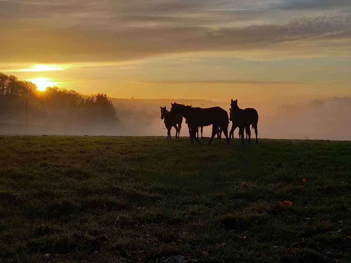 Whitsbury Manor Stud tweet media