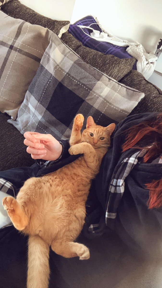 rosiedoc666's tweet photo. 25 days 😭have you seen Bally? 
He is from the #pumpherston area EH53 
chipped&amp;neutered.
If you have seen/heard or even have him! Pls get in touch. LINK BELOW 
Please check your garages, sheds, lock-ups 
@PumpherstonFc @PumpherstonCC @PumpherstonJnrs @Pumpherstongolf @JacquiSaid https://t.co/WbvY69XOeS