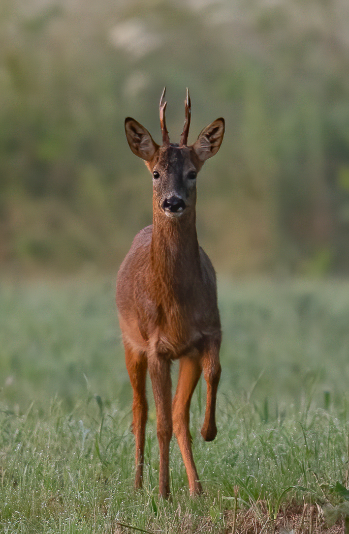 We are hosting a Talking Stalking Evening at Oakedge Shooting Ground 23.3.24. For further details visit; orlo.uk/Xnwdz

Photo Credit: Nick Lane