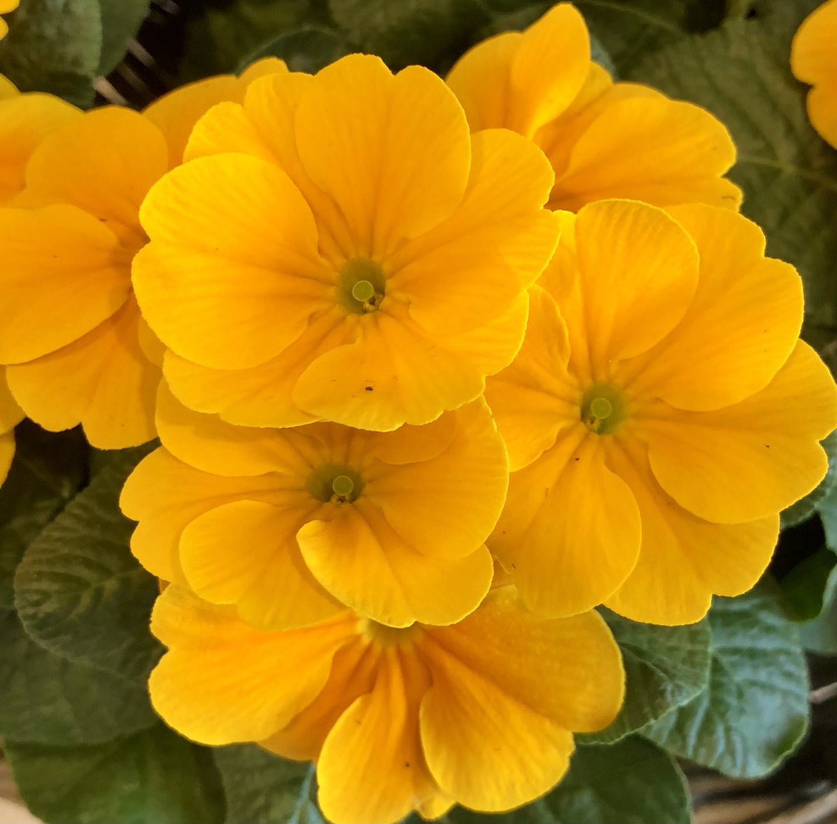 glaubeweiter's tweet photo. Die #Sonne scheint und ich habe mir ein wenig #Farbe in die #Wohnung geholt. Die #Primel auf dem #Esstisch macht #Laune und allen #schmeckt es noch besser «Mögen alle deine Himmel blau sein, mögen alle deine Träume wahr werden, mögen Glück und Lachen deine Tage ausfüllen» https://t.co/sOoXipVSio