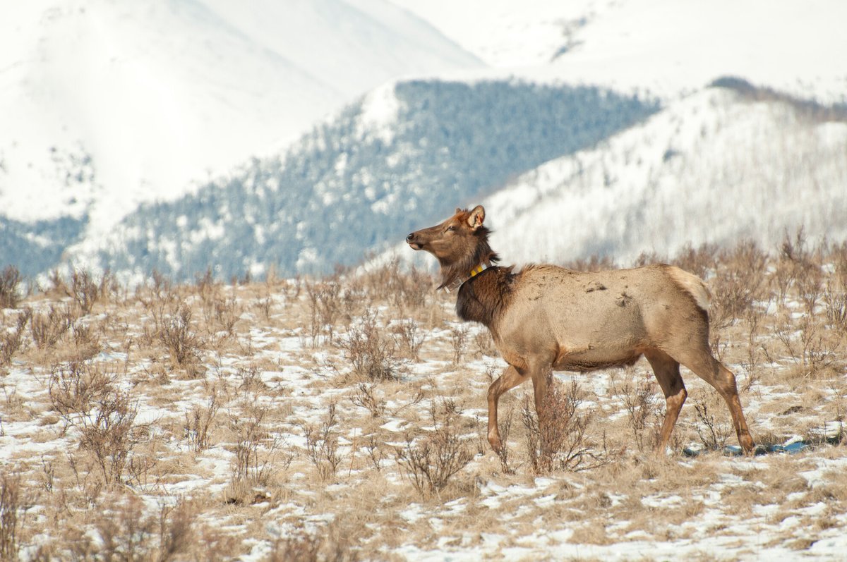 Journal of Animal Ecology (@animalecology) on Twitter photo 🔥New Long Term Study
🫎<a href="/HebblewhiteLab/">Hebblewhite Lab</a> found that elk changed their migratory behaviour over time. Exposure to predation risk by wolves and bears drove long-term changes in migratory patterns, not exposure to high-quality forage during migration.
📄doi.org/10.1111/1365-2… 🔥New Long Term Study
🫎<a href="/HebblewhiteLab/">Hebblewhite Lab</a> found that elk changed their migratory behaviour over time. Exposure to predation risk by wolves and bears drove long-term changes in migratory patterns, not exposure to high-quality forage during migration.
📄doi.org/10.1111/1365-2…