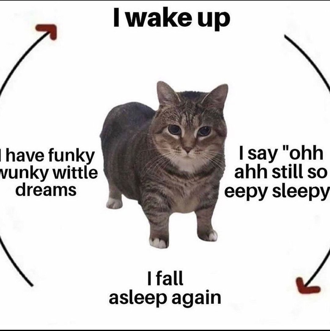 mischiefanimals's tweet photo. good morning https://t.co/oJLkKy0lG0