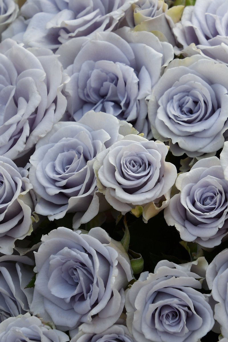 rosa_orientis's tweet photo. #ブルーグラビティ #Bluegravity
美しい青藤色の花色に丸弁高芯咲きの中輪花 耐病性も兼ね備えながらも今もっとも青に近いバラのひとつ
【公式本店】https://t.co/j5d5UBzc0d
【楽天店】https://t.co/4XLaDW3oYe https://t.co/U4yino0thJ