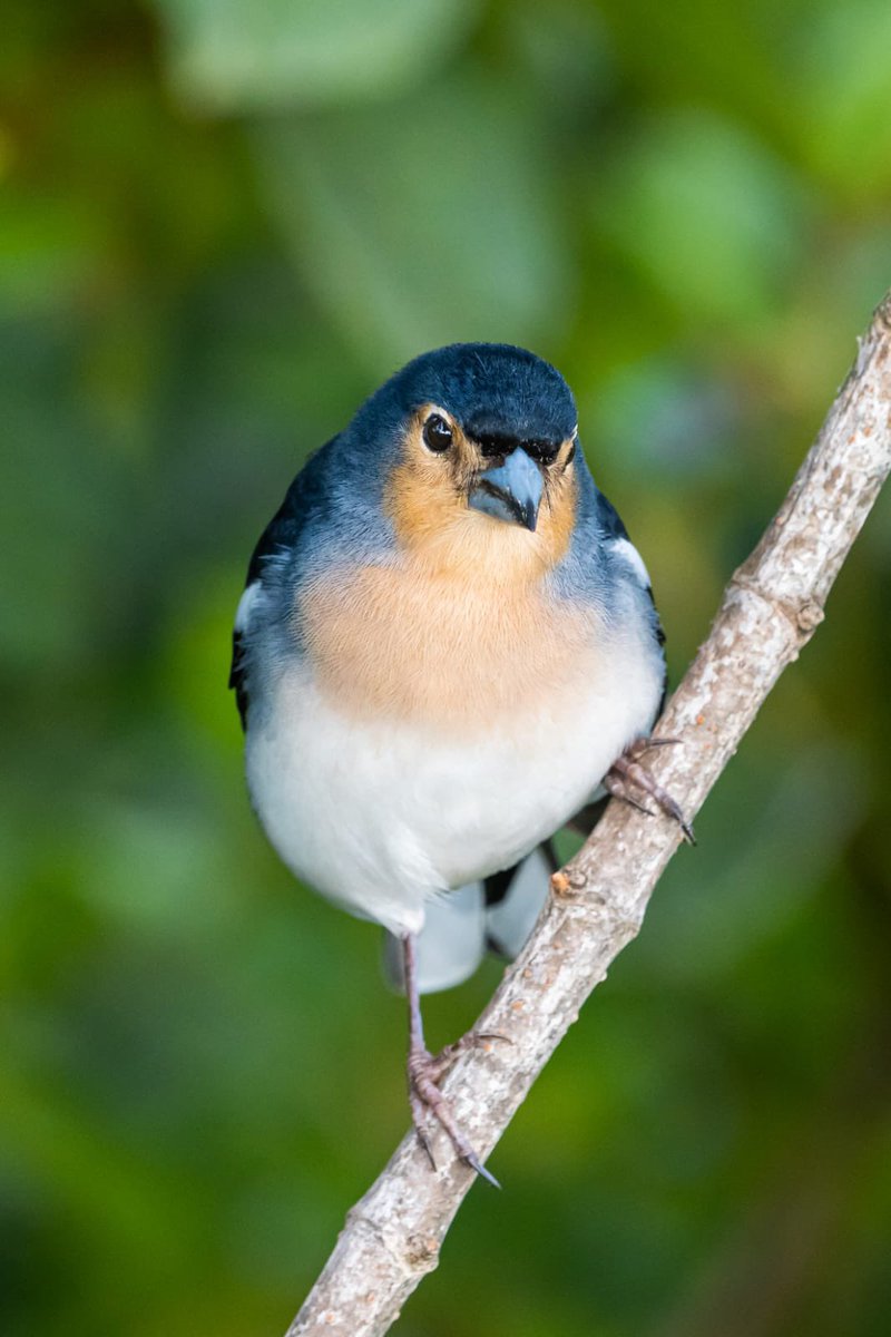 Interested in the genomics of bird speciation on islands? Want to do a 2-year postdoc in my lab at @mncn_csic? Spanish govt Juan de la Cierva grants available, appl deadline 31-1-24. DM for more details. Please RT. @sesbe_org