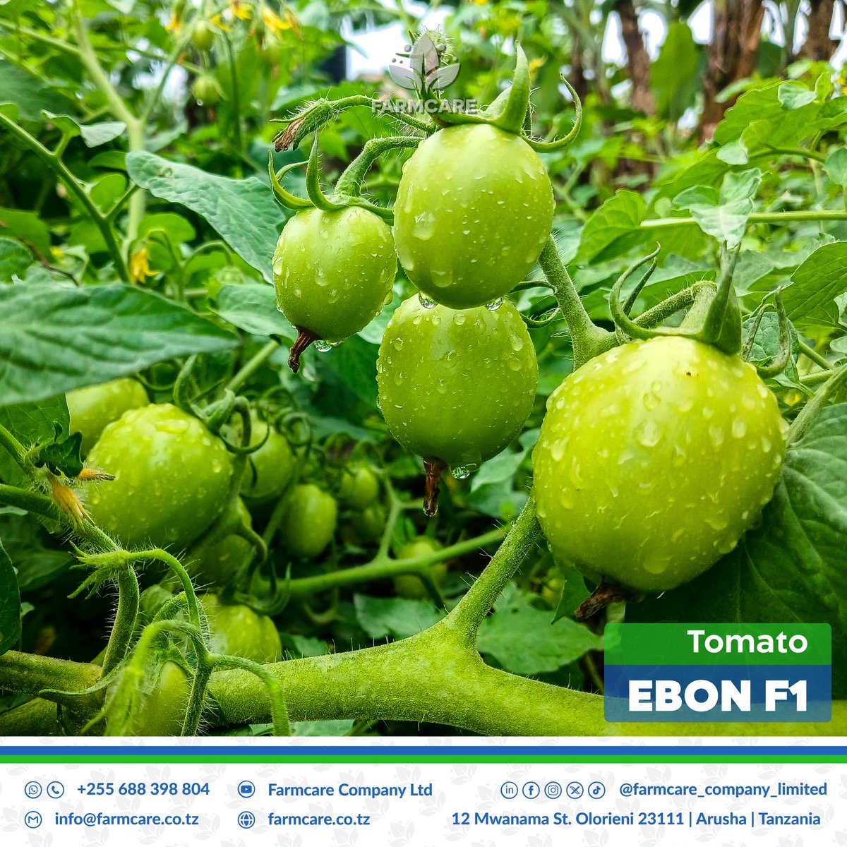 Hakika hii ndio #mbegu halisi ya Nyanya, #tomato #EBON_F1. #mbegu hii ni #Shujaa_Wa_Mnyauko.  Pia inahimili magonjwa ya TYLCV na mengineyo. Huzaa #matunda mengi na magumu. 
#mkulima wetu, tupigie simu..
+255688398804

#kilimo #KilimoNiAjira #KilimoTanzania #MkulimaKwanza #mkulima